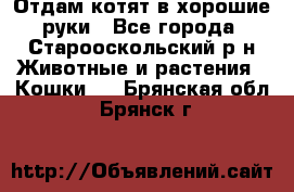 Отдам котят в хорошие руки - Все города, Старооскольский р-н Животные и растения » Кошки   . Брянская обл.,Брянск г.